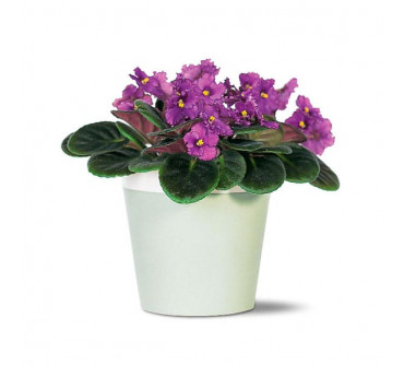 African Violet